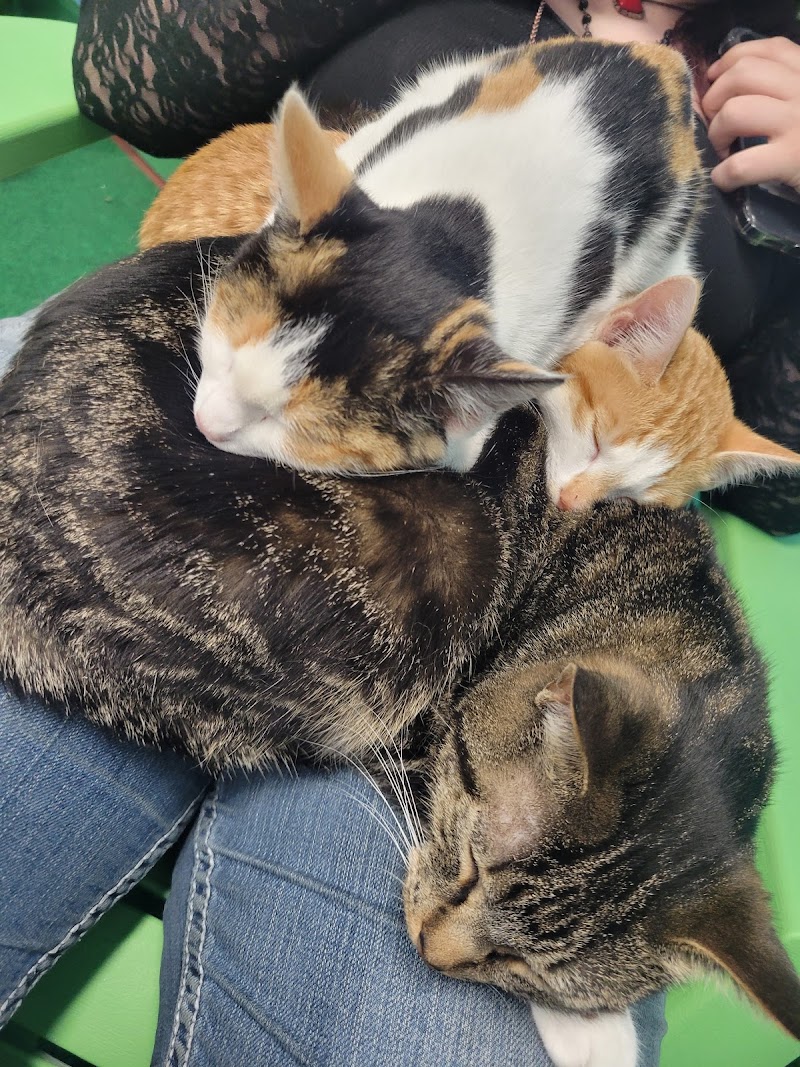 The Chat - A Cat Cafe