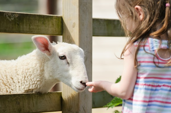 Surrey Docks Farm 1