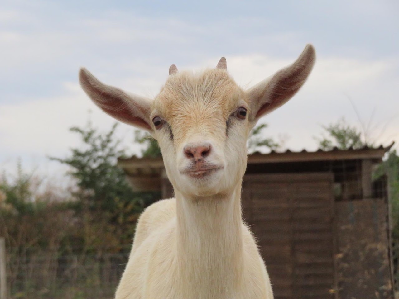Hasty’s Adventure Farm