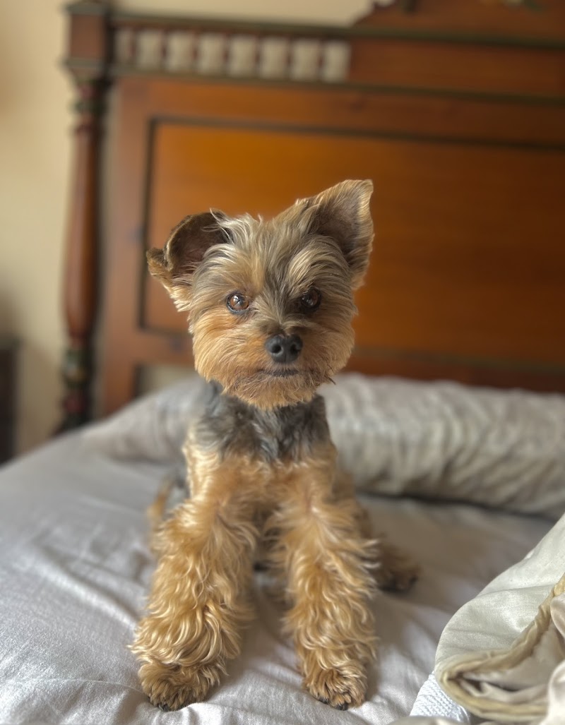 Clínica Veterinaria del Nalón