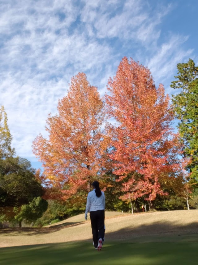 Pines Golf Club - Photo 8