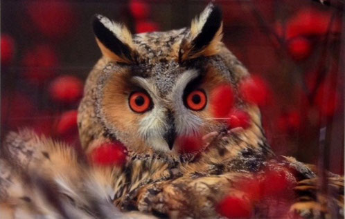 Clínica Veterinaria Colindres