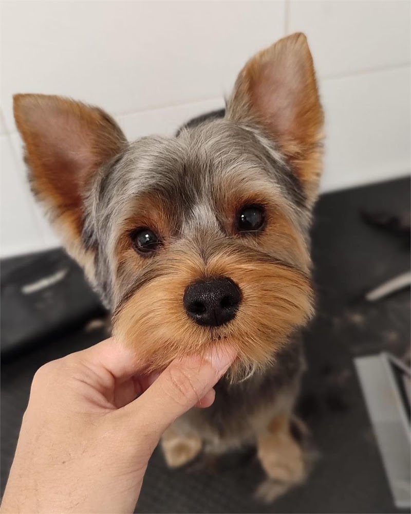 Clínica Veterinaria Bichopolis photo 4