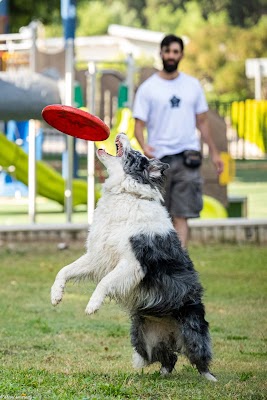 תומר ברש - מאלף כלבים בשרון