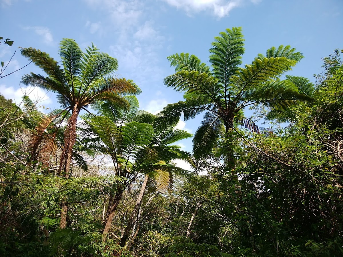 Awami - hotel in Amami Oshima, Kagoshima (3)