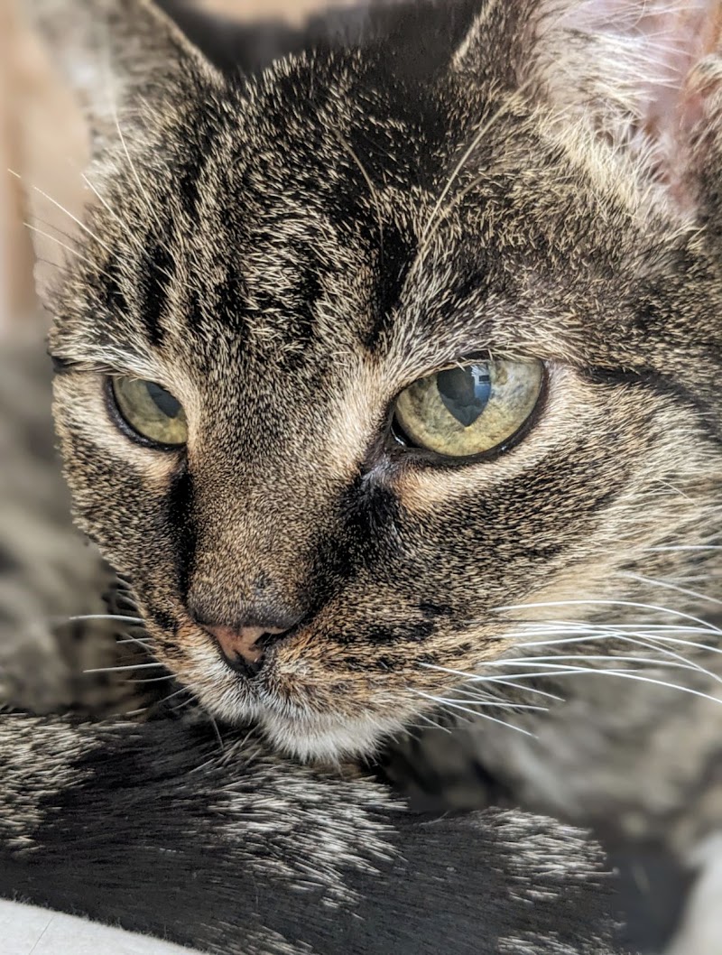 Hampstead Animal Hospital