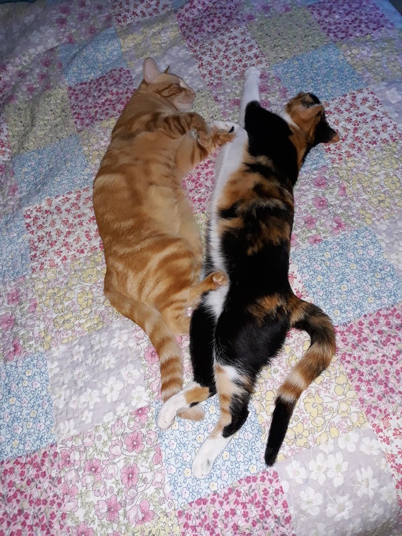 Clínica Veterinaria Areso