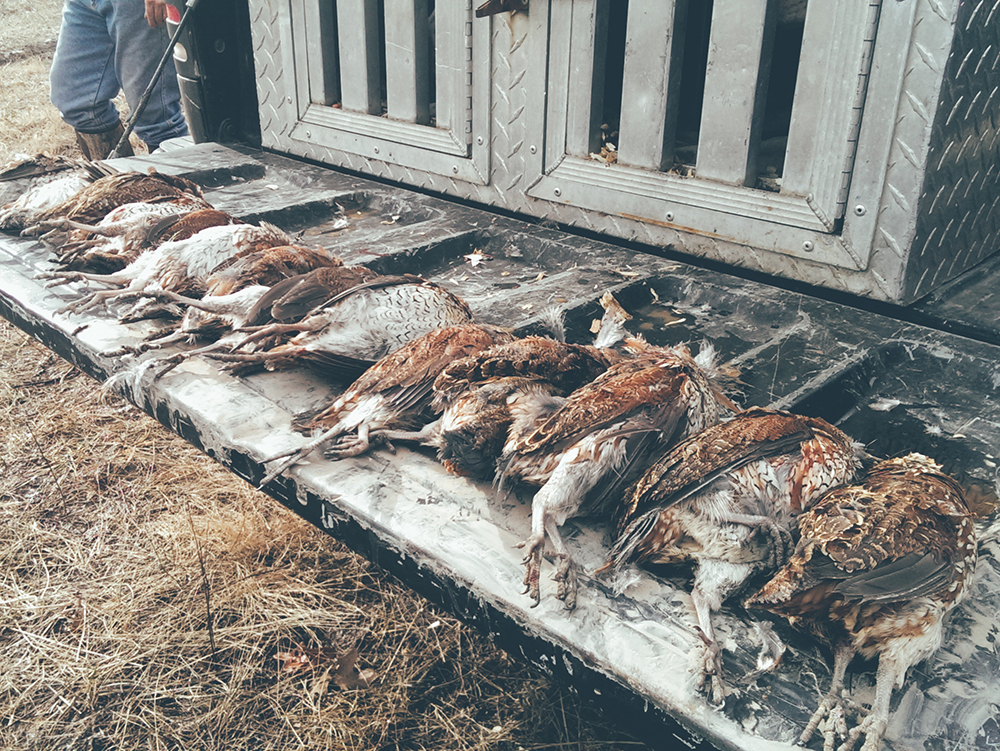 High Prairie Bird Hunts