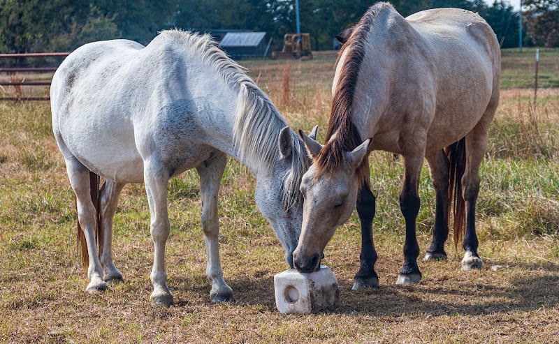 MOWDY RANCH MUSTANGS - Appt Only - Photo 6