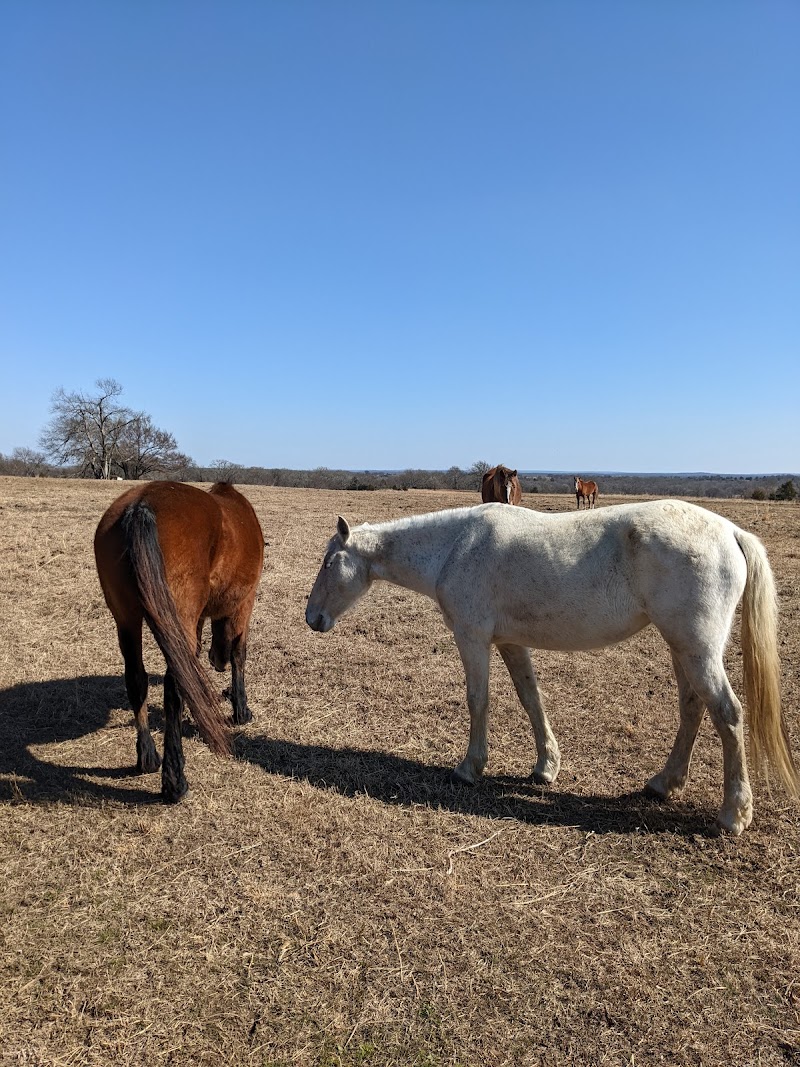 MOWDY RANCH MUSTANGS - Appt Only - Photo 3