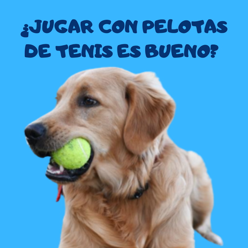 Centre Veterinari México