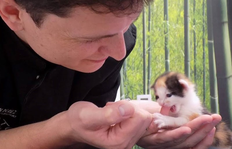 Kato clínica felina