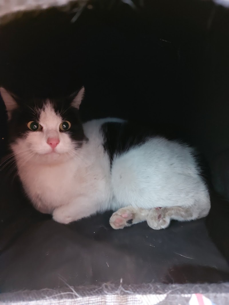 Consulta Veterinaria Bitxets