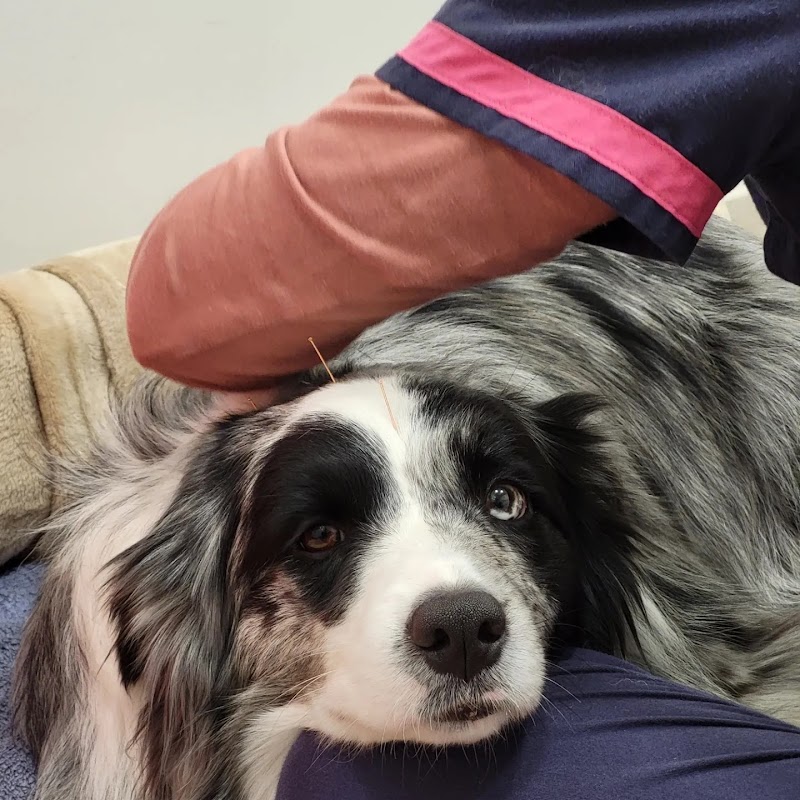 CENTRE DE REHABILITACIÓ I ACUPUNTURA REIVET