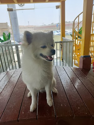 JAS FORWARDING SAUDI ARABIA