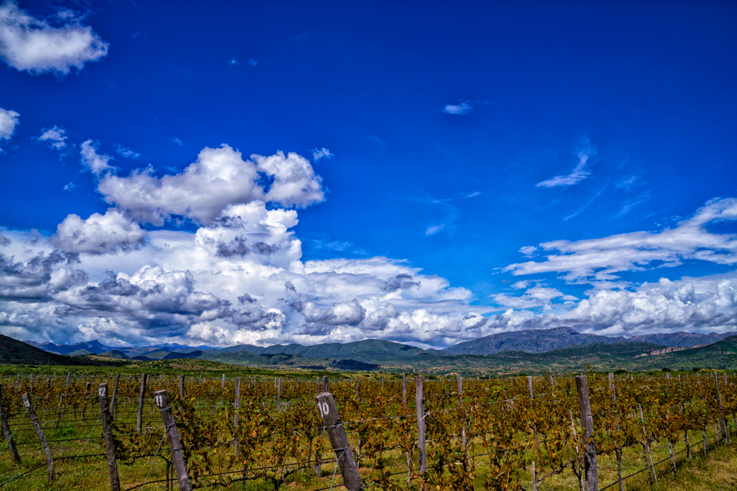 Bodega Jardin Oculto
