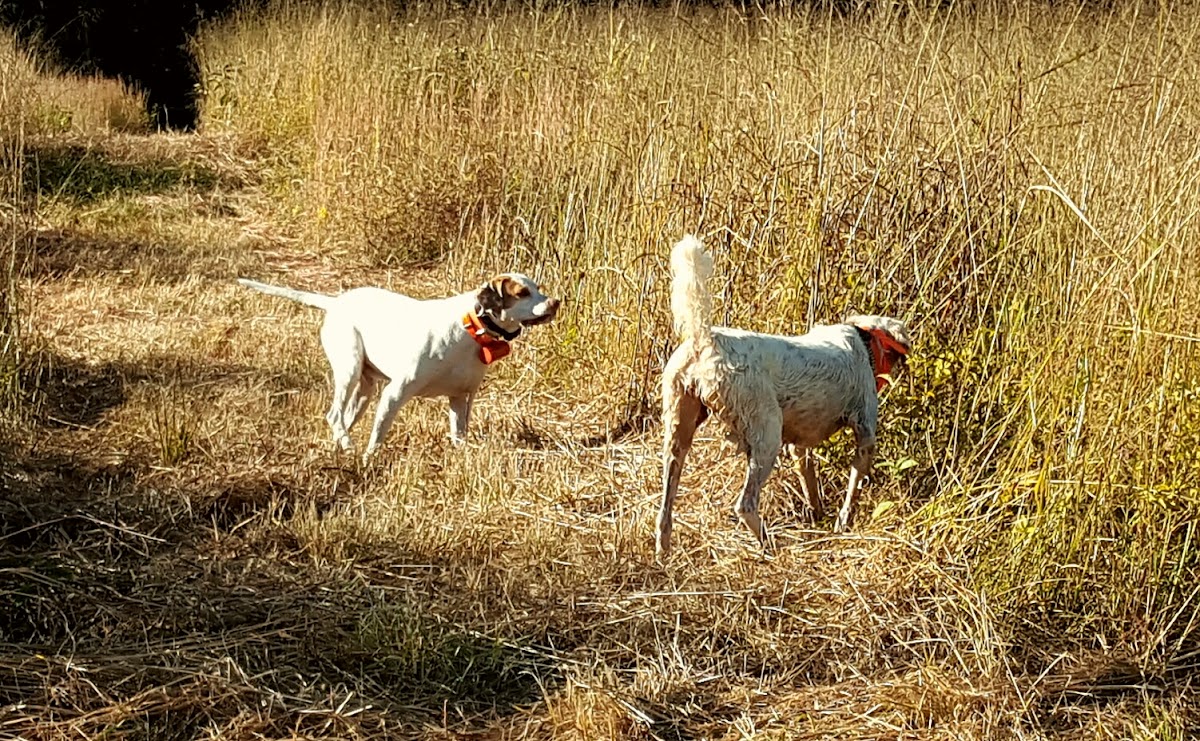 Piney Creek Hunting Preserve