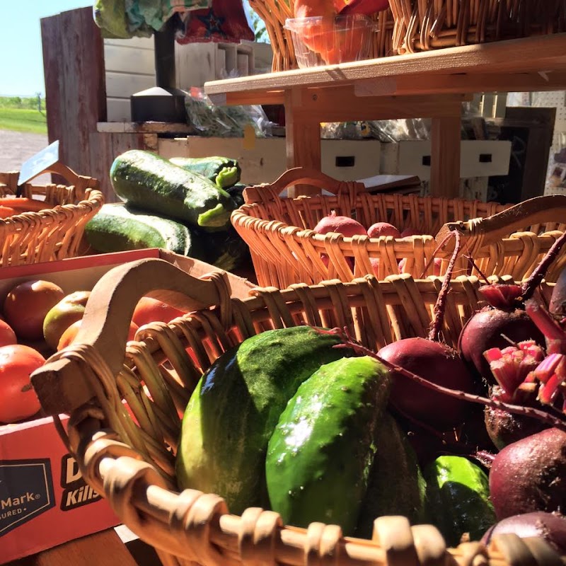 Mornin' Sunshine farm photo 4