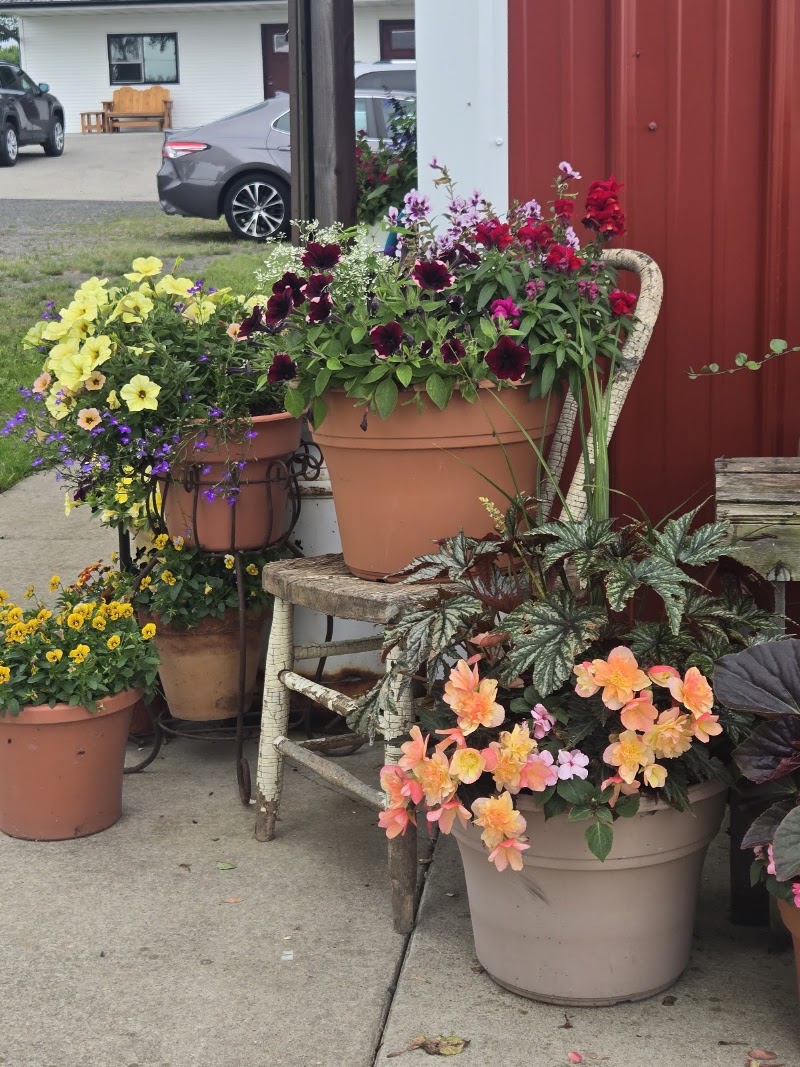 Mornin' Sunshine farm photo 2