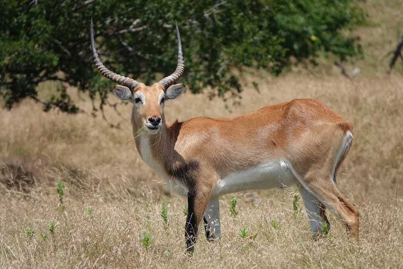 Cotton Mesa Whitetail Hunting Ranch, TX - Photo 2