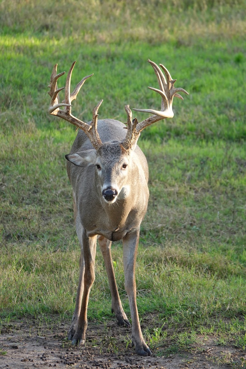 Cotton Mesa Whitetail Hunting Ranch, TX - Photo 1