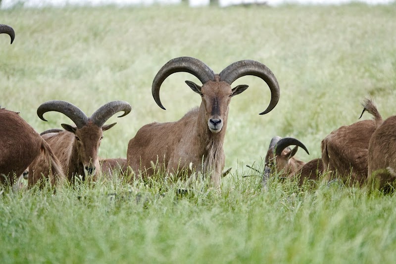 Cotton Mesa Whitetail Hunting Ranch, TX - Photo 4