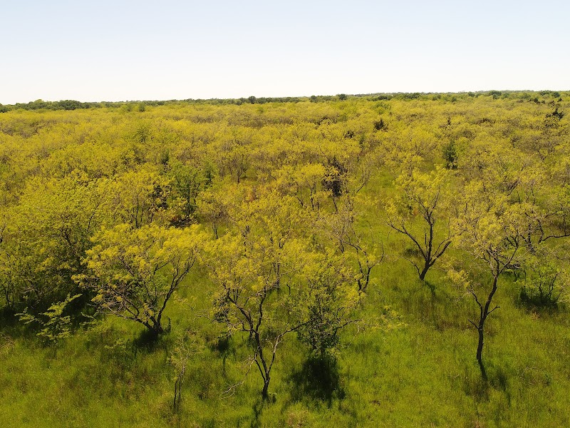 Cotton Mesa Whitetail Hunting Ranch, TX - Photo 5