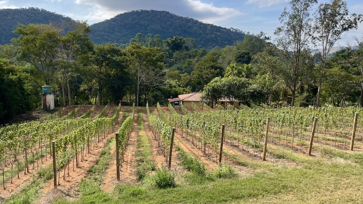 Vinícola Altos do Rio
