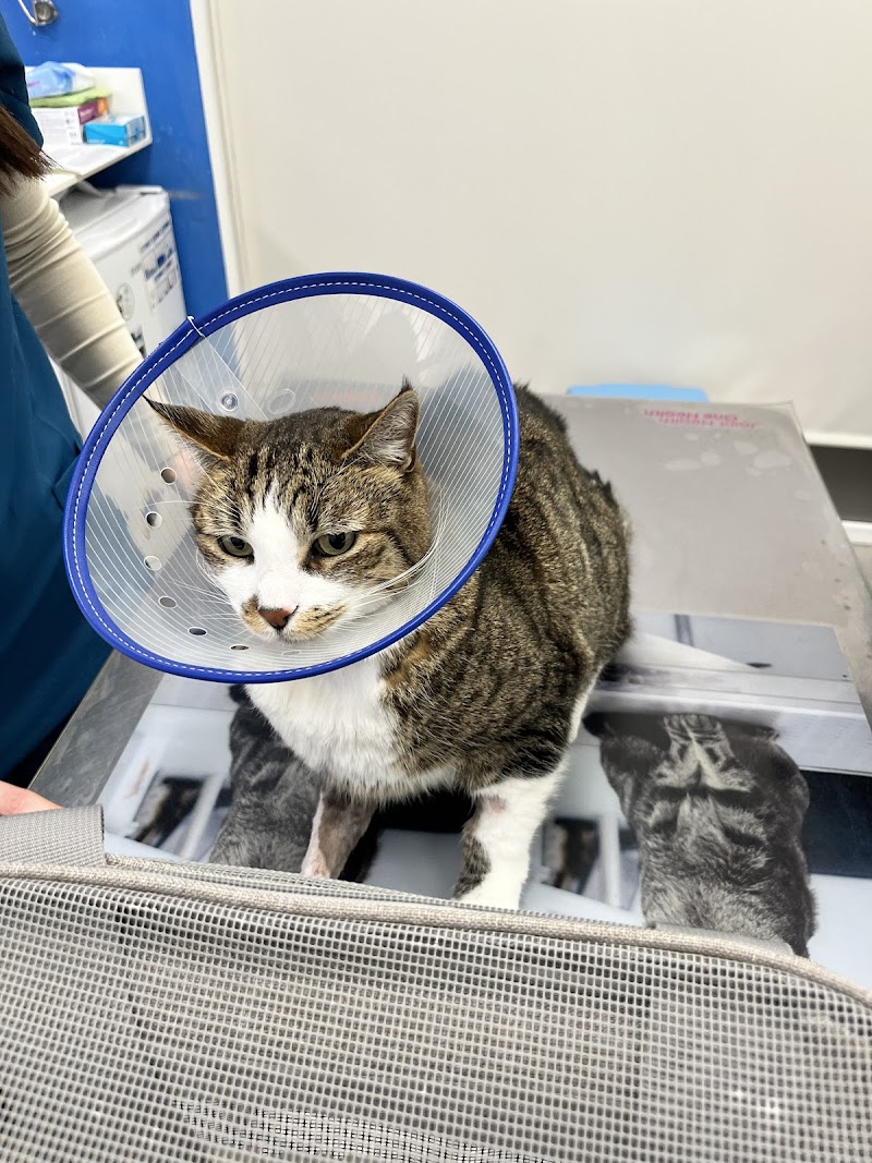 Clínica Veterinaria Golevet