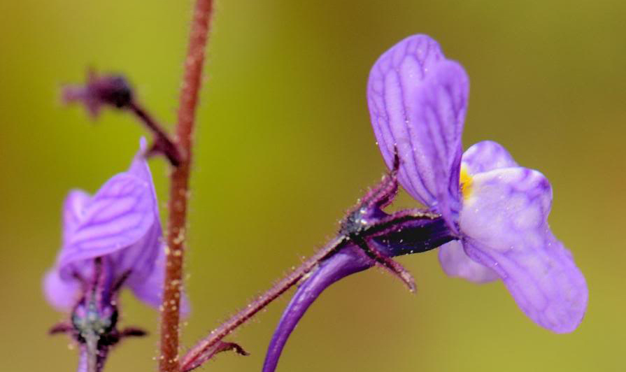 Herdade do Rocim