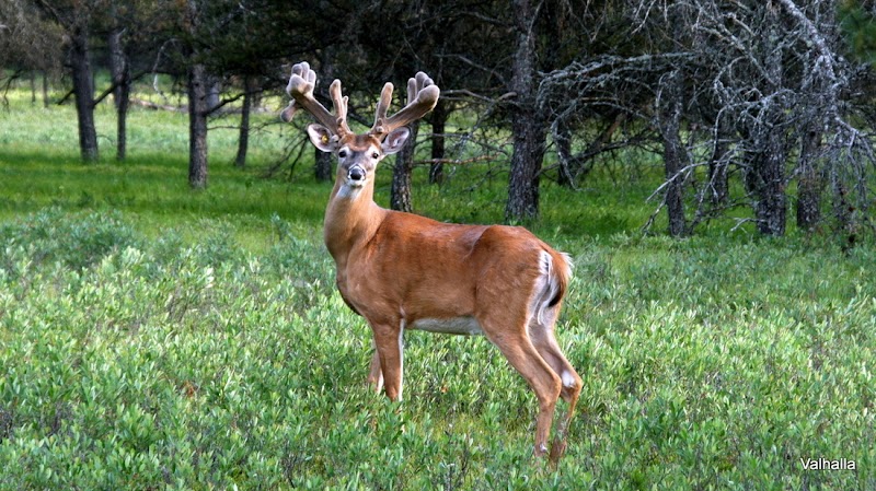 Cedar Hollow Lodge - Photo 1
