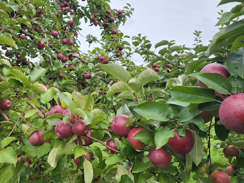 Verger Champêtre - Gîte & compagnie photo 3