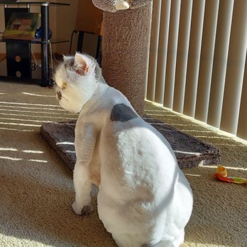 Cat-A-Holic Cats
