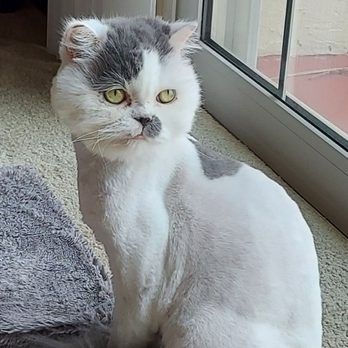Cat-A-Holic Cats