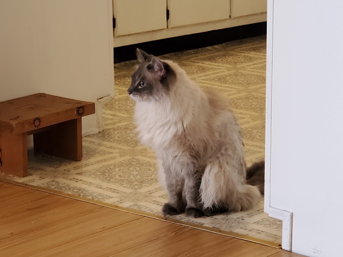 Cat-A-Holic Cats