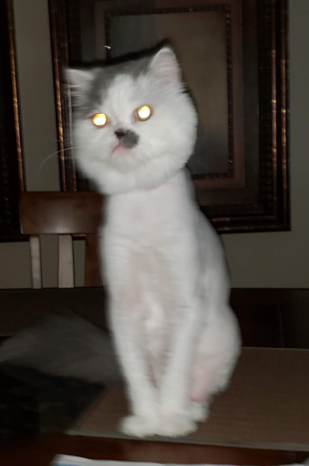 Cat-A-Holic Cats