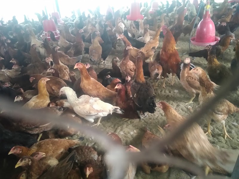 S.P.S Broilers ,ஶ்ரீ பராசக்தி கோழிபண்ணை