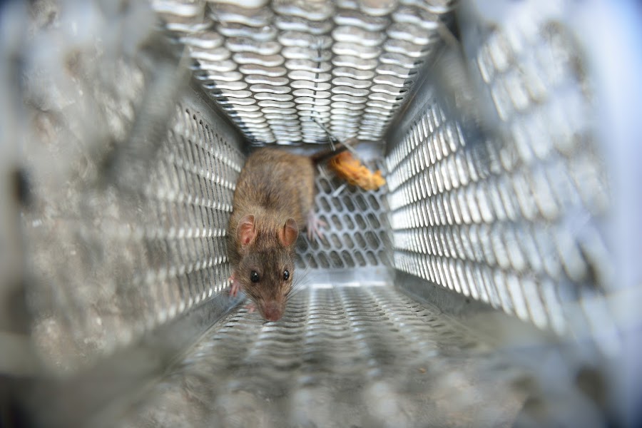 Lawrence Pest Control | Termite Extermination, Mice & Pest Control in Kansas City KS