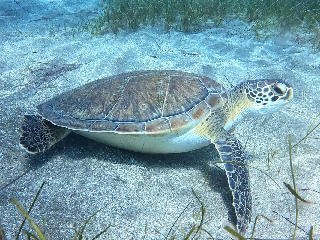 Diving & Snorkeling in Costa Adeje