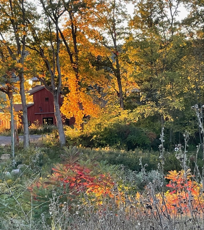 RE Farm Cafe at Windswept Farm photo 3