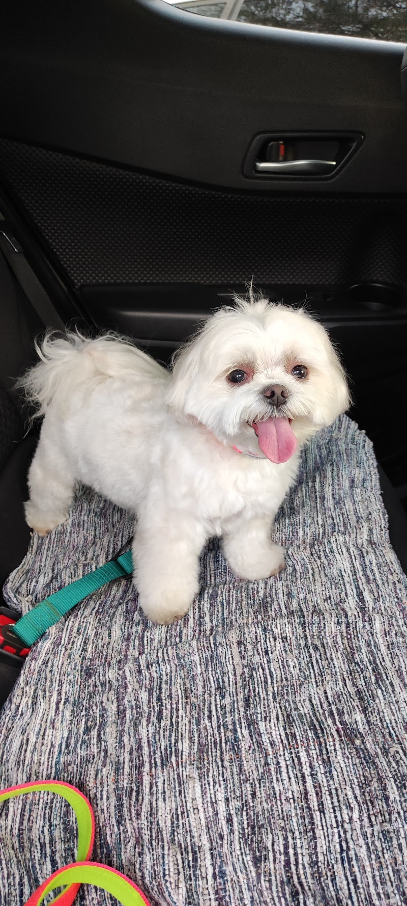 Garfield Veterinarios