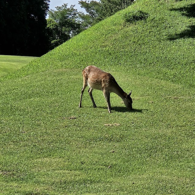 PGM Ikeda Country Club - Photo 6