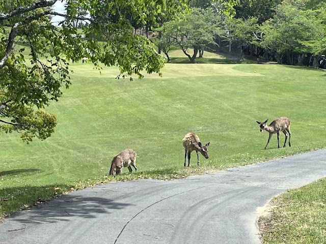 PGM Ikeda Country Club - Photo 4