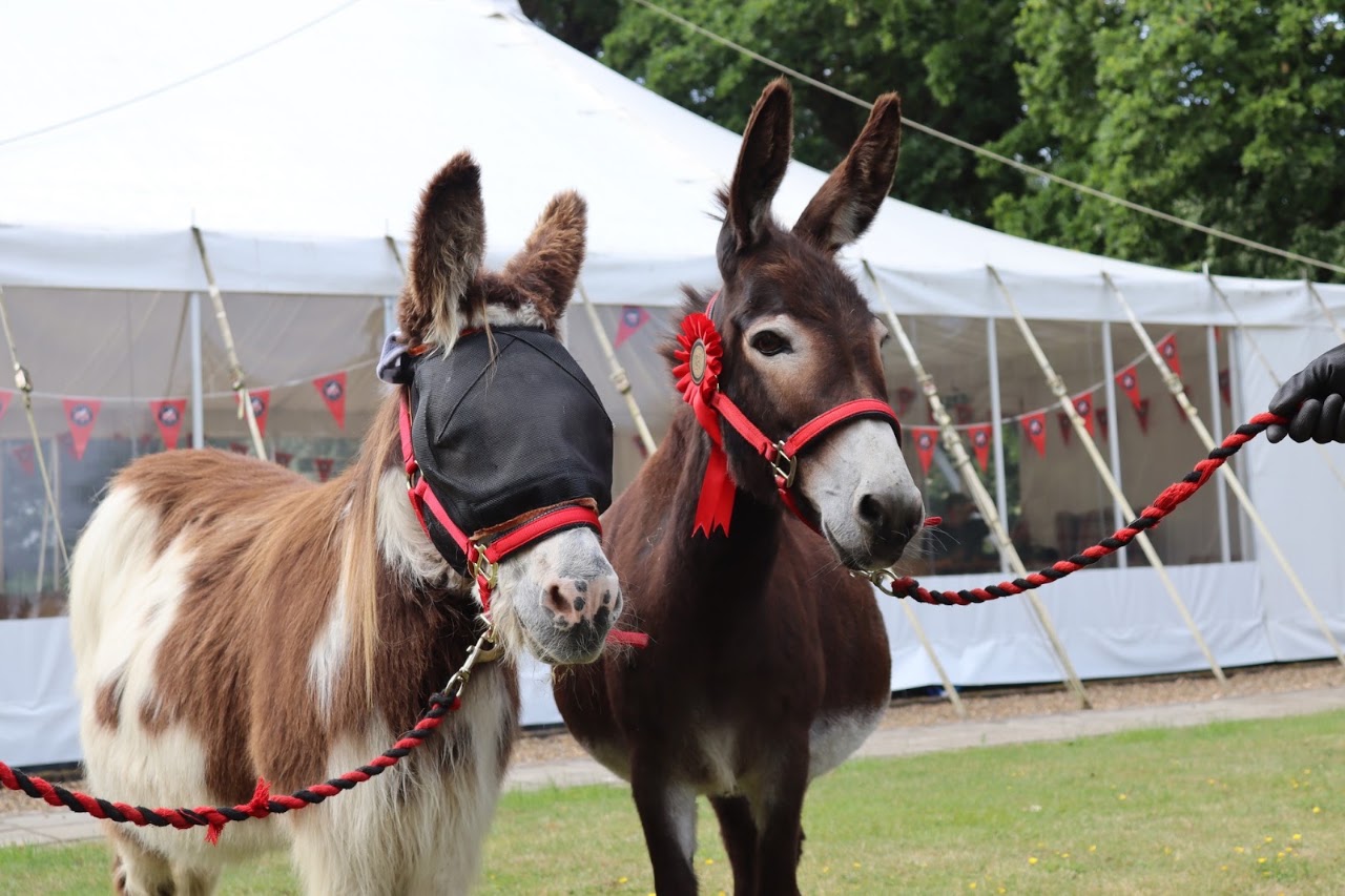 Redwings Horse Sanctuary Caldecott