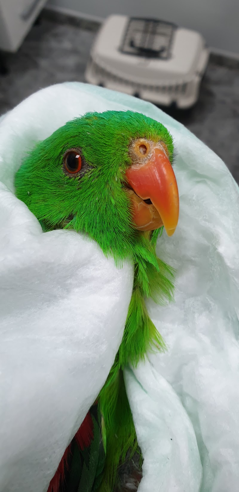 CLÍNICA VETERINÀRIA ZOOLÒGICA de Pineda de Mar