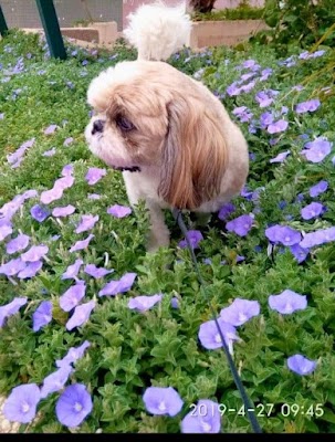 ליקה חיות | מספרה לכלבים וחתולים | פנסיון ביתי לכלבים קטנים ובינוניים