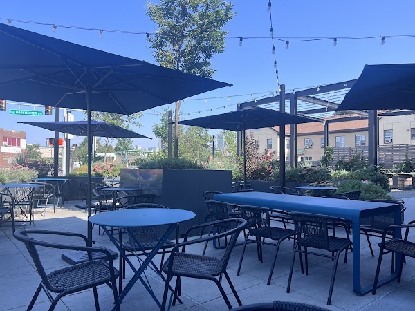 Shy Bird – South Boston