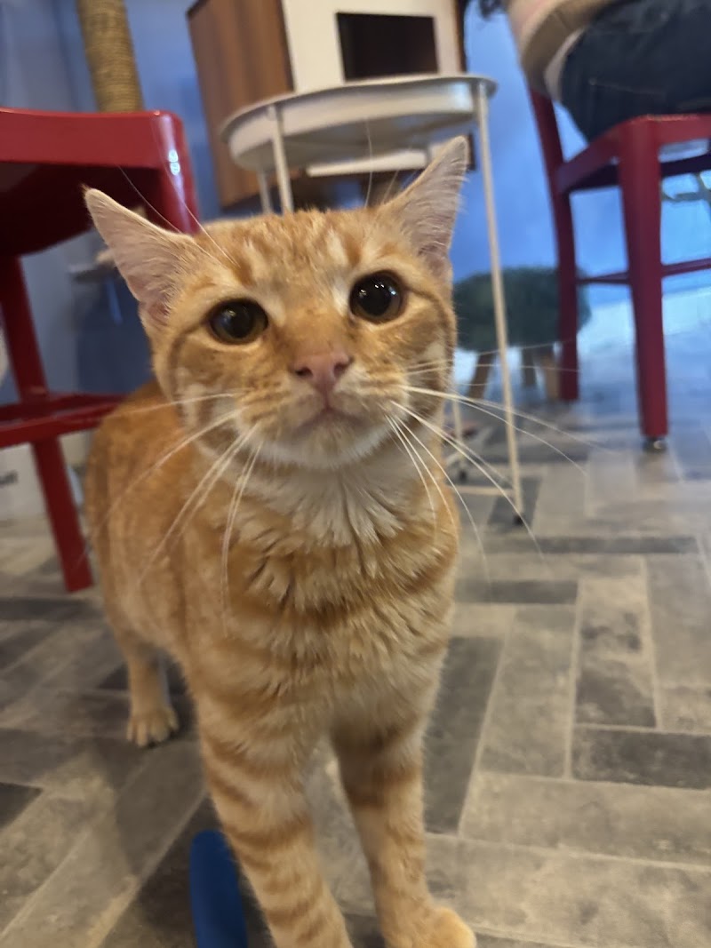 Kitty City Cat Cafe