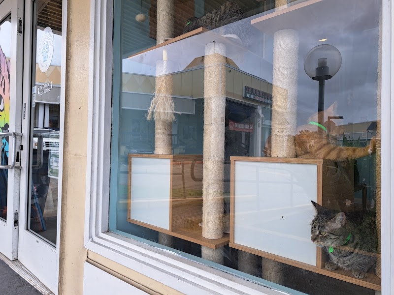 Toe Beans & Dreams Adoption Cafe