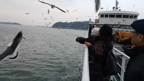 물치도 사진 3